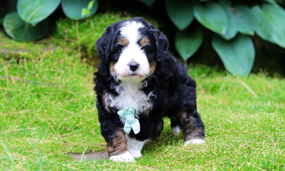 7-mistakes-people-make-when-adopting-a-bernedoodle-–-and-how-to-avoid-them